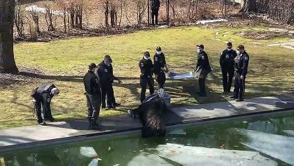 Exhausted Moose Pulled From Pool