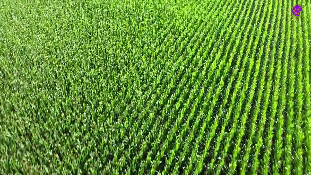 15 Minute Relaxing Music for Positive Energy | Instrumental Music | Slow Music | Calming Soothing Music | Study Music | Peaceful Music