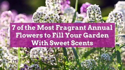 7 of the Most Fragrant Annual Flowers to Fill Your Garden With Sweet Scents