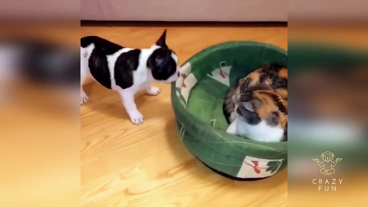Funny video