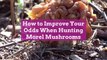How to Improve Your Odds When Hunting Morel Mushrooms