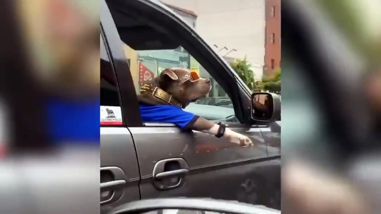 Funny videos #2