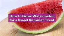 How to Grow Watermelon for a Sweet Summer Treat