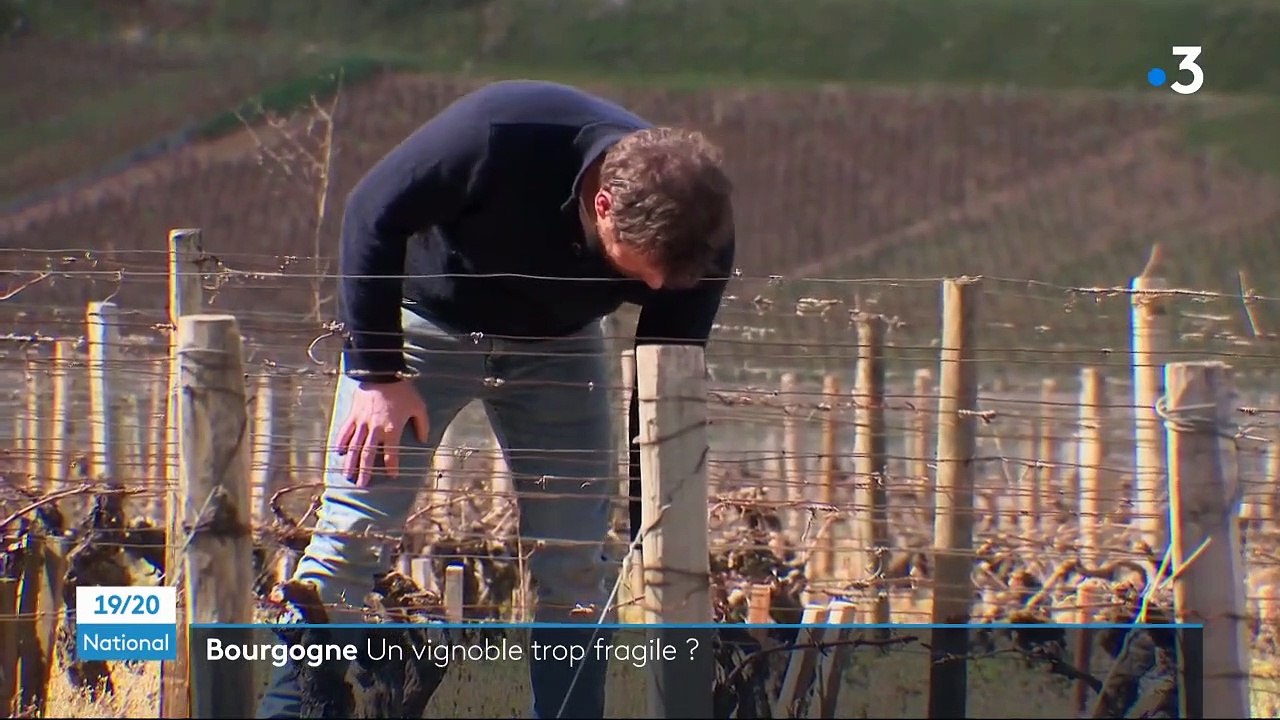 Gel : de nouvelles pratiques pour faire face aux aléas climatiques dans les vignes