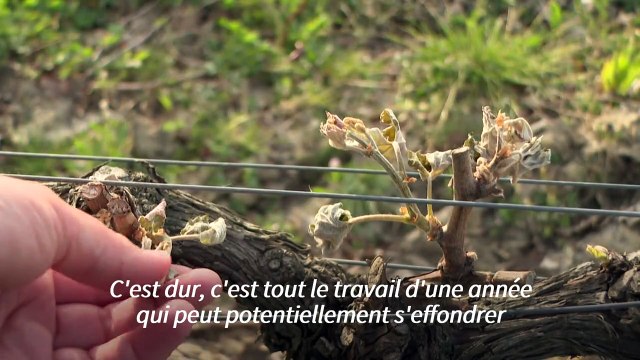 Gel: dans les vignes des Graves, il n'y a plus de vie