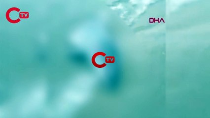 Enez sahiline gövdesi olmayan yunus başı vurdu