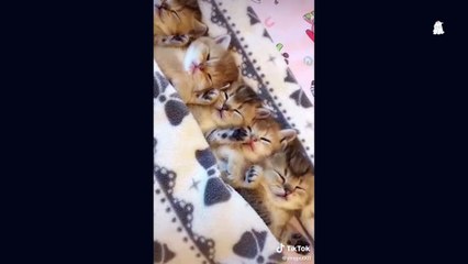 Paws-Cats Funny Moments