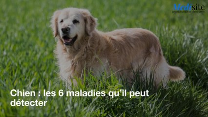 Chien : les 6 maladies qu’il peut détecter