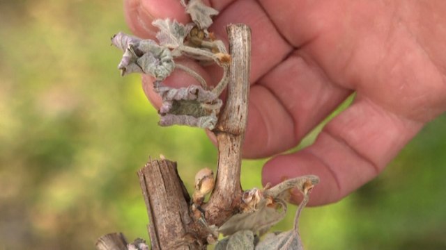 «On a beau eu chauffer, c’est irrécupérable» : après l’épisode de gel, ces agriculteurs ont tout perdu