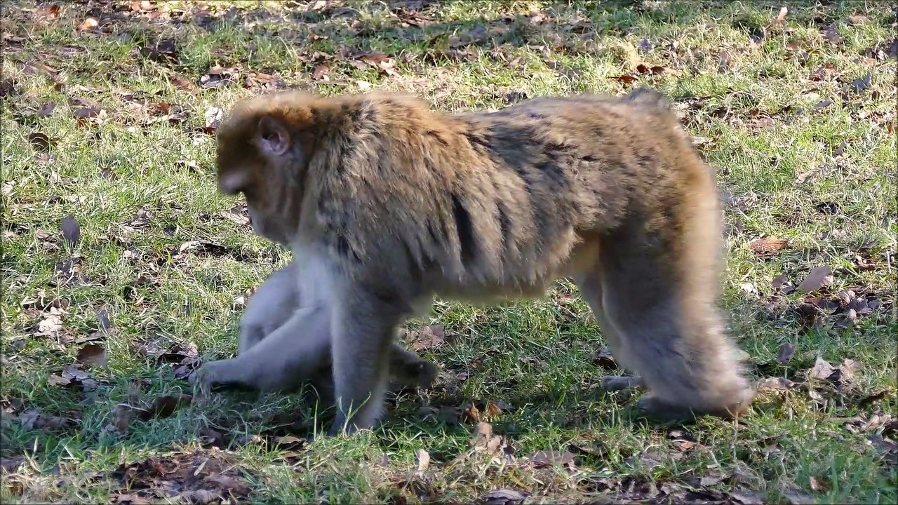 Monkeys Around the World Compilation