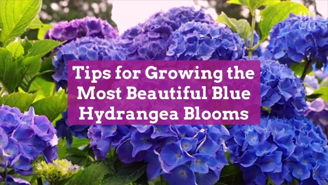 6 Tips for Growing the Most Beautiful Blue Hydrangea Blooms