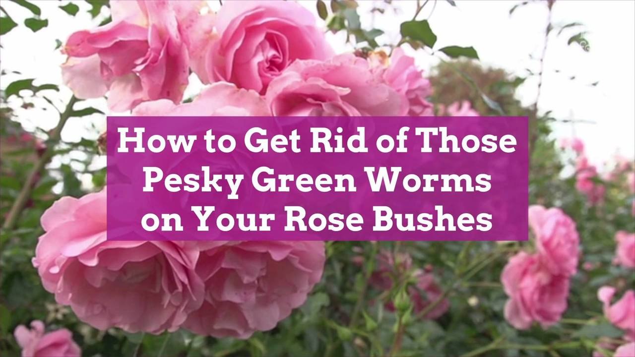 How to Get Rid of Those Pesky Green Worms on Your Rose Bushes video