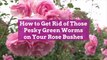 How to Get Rid of Those Pesky Green Worms on Your Rose Bushes