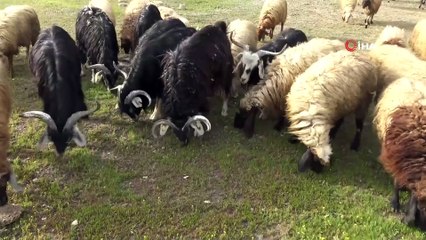 Devletten Destek Alan İnşaat İşçisi Sürü Sahibi Oldu