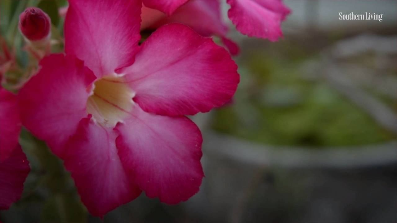 Plant Native Azaleas This Year