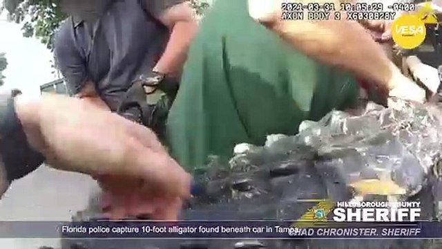 Florida police capture 10 foot alligator found beneath car in Tampa