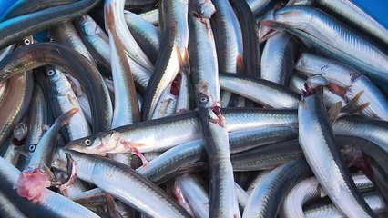 액젓 원료 '까나리' 대량 생산 길 열렸다 / YTN