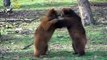 Brown Bears 'Waking' From Hibernation Rise and Shine At Belgian Zoo!
