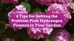 6 Tips for Getting the Prettiest Pink Hydrangea Flowers in Your Garden