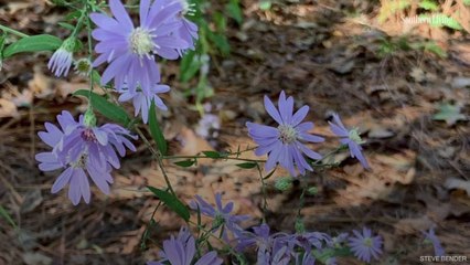 Blue Wood Aster Blows My Mind