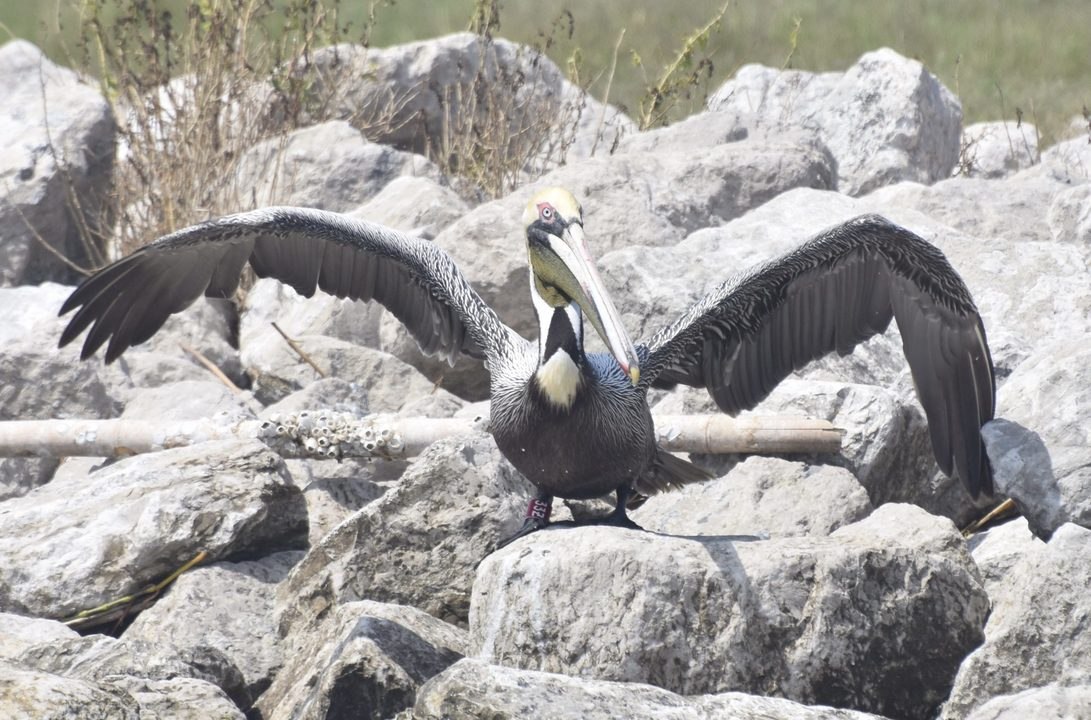 Louisiana Pelican Relocated to Georgia After Deepwater Horizon Oil Spill Makes Its Way Back to the Bayou State