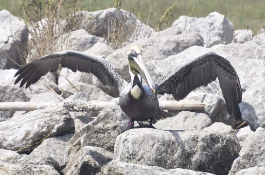 Louisiana Pelican Relocated to Georgia After Deepwater Horizon Oil Spill Makes Its Way Back to the Bayou State