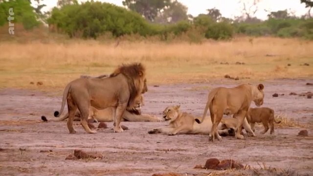 Les lions du Botswana - Survivre dans la savane