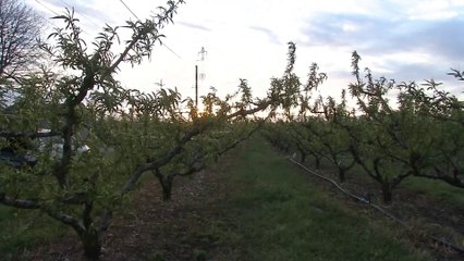 Episode de froid : des exploitations ravagées par le gel