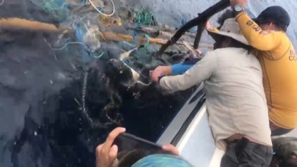 ext-rescate-tortuga-090421