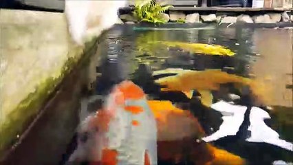 Cute interaction between cat and koi fish
