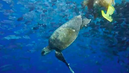 Tortuga atrapada entre redes de "pesca fantasma" en Isla del Coco
