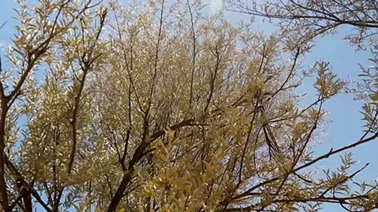 Carbon farming dividing communities in outback Queensland