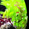 Top 22 Amazing Diy Aquarium Guppy Shrimp Betta Fish - How To Make Fish Tank At Home Ideas Decoration