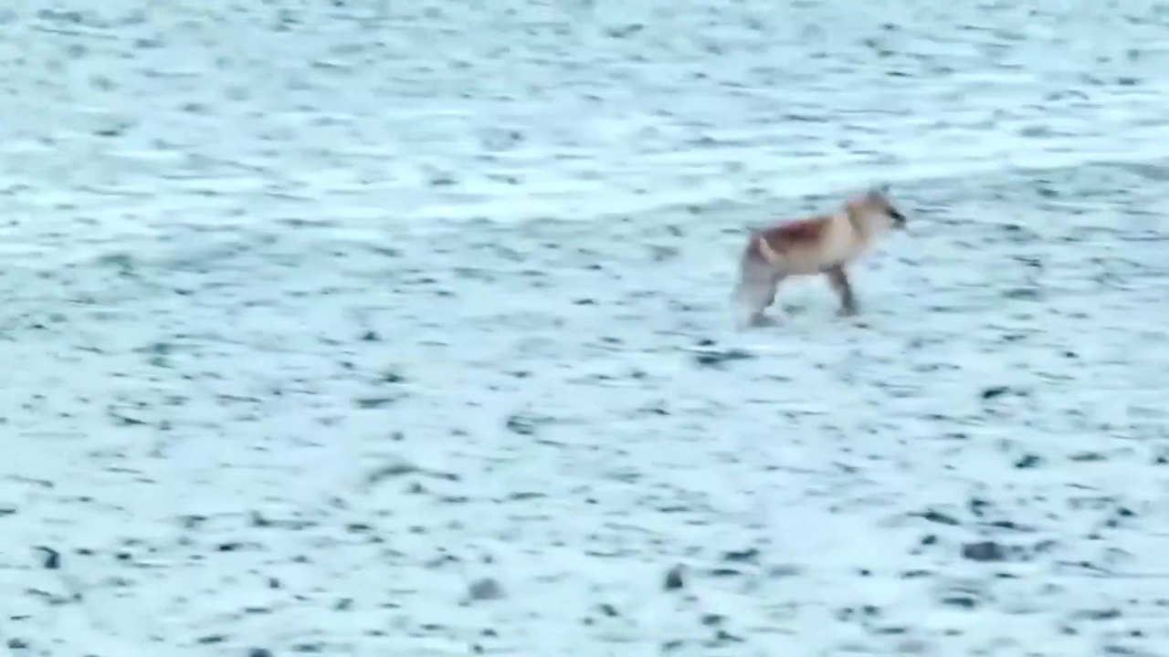 GOLDEN EAGLE — a winged assassin attacking people and wolves! Golden eagle vs deer, fox and hare!