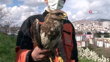 İstanbul'un göbeğinde şaşkına çeviren olay.. Aç kalan Şahin kent merkezine indi