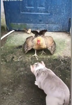 Chicken vs Dog fight