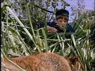 A Dog of Flanders Trailer (1960)