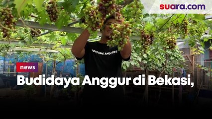 Budidaya Anggur di Bekasi, Hasilkan Puluhan Juta Tiap Bulannya