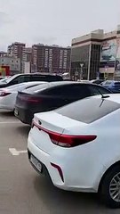 Agile Dog Stands Atop of Car