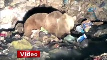 Vatandaşlar ayıları görmek için canlarını tehlikeye atıyorlar