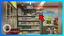 Godzilla Biawak Gerebek 7-Eleven Untuk Cari Makan - TomoNews