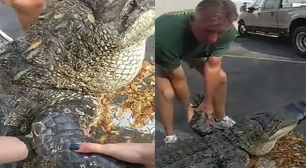 कार के नीचे छिपा बैठा था 10 फीट लंबा एलीगेटर, जैसे ही ड्राइवर की पड़ी नजर तो हुआ कुछ ऐसा