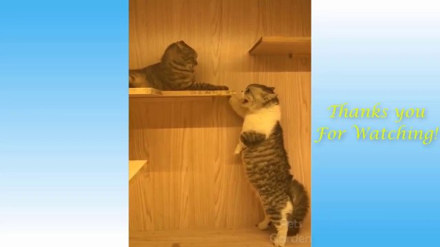 Complication of cute pets and funny animals