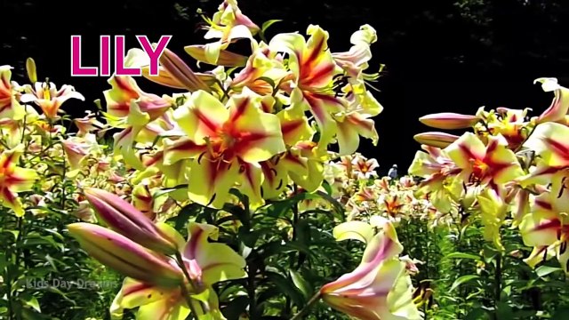 Flowers Name In English | Flowers Garden