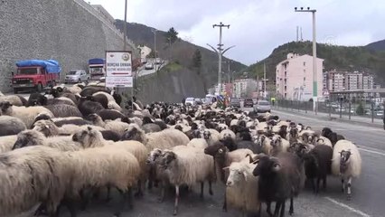 Yaklaşık iki ay sürecek yayla göçleri başladı