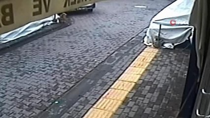 Tasmalı pitbull kediyi telef etti...Dehşet anları kameralara yansıdı