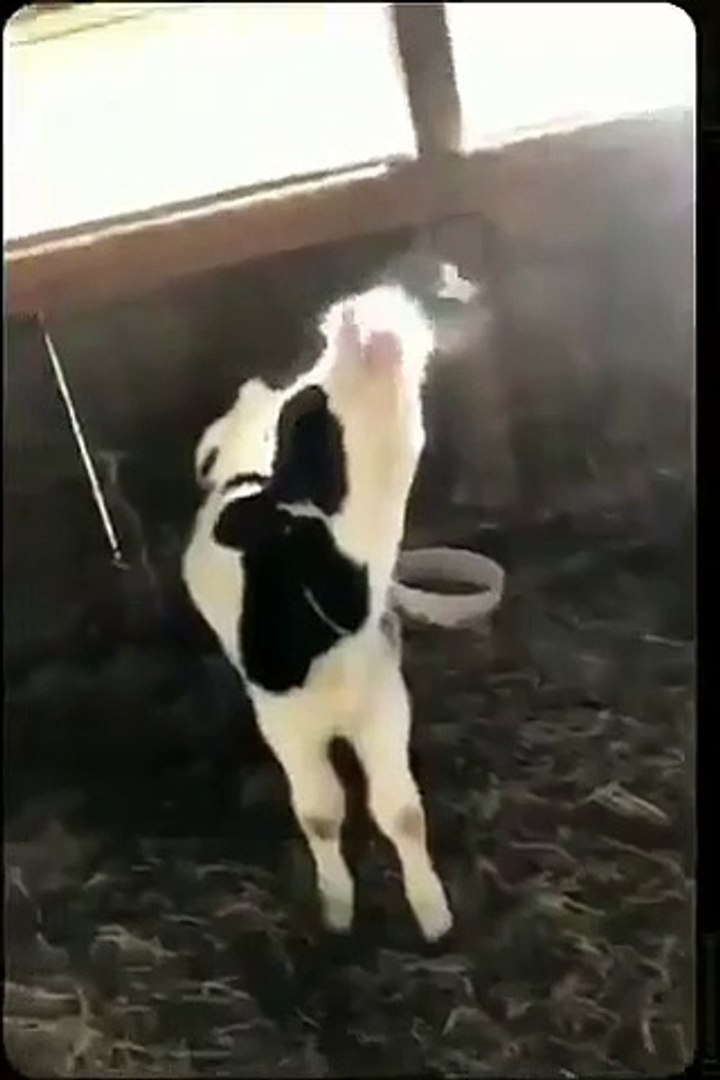 Best videos, Top videos, Viral videos Funny videos no. 75