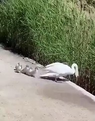 Best videos, Top videos, Viral videos Funny videos no. 79