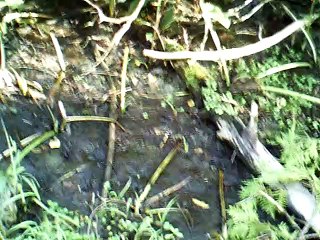 The ballad of captain Kidd c