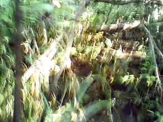 The ballad of captain Kidd g